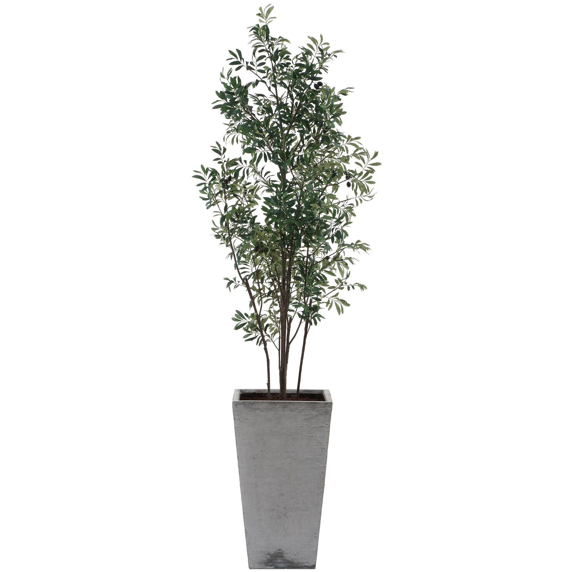 Sonora Olive Textured Gray Concrete and Green Tree In Planter