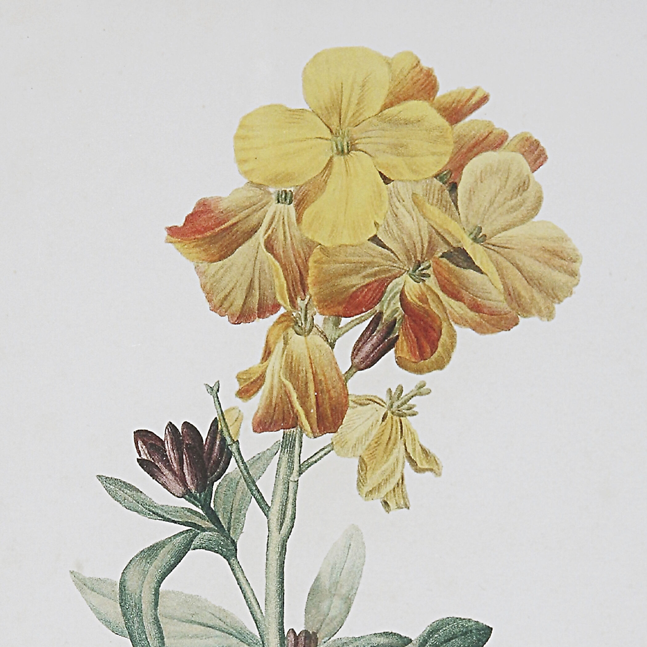 Classic Botanicals 19.38 X 17.38 inch Framed Prints, Set of 6