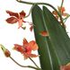 Dancing Orange and Green and Clear Orchid In Glass Vase