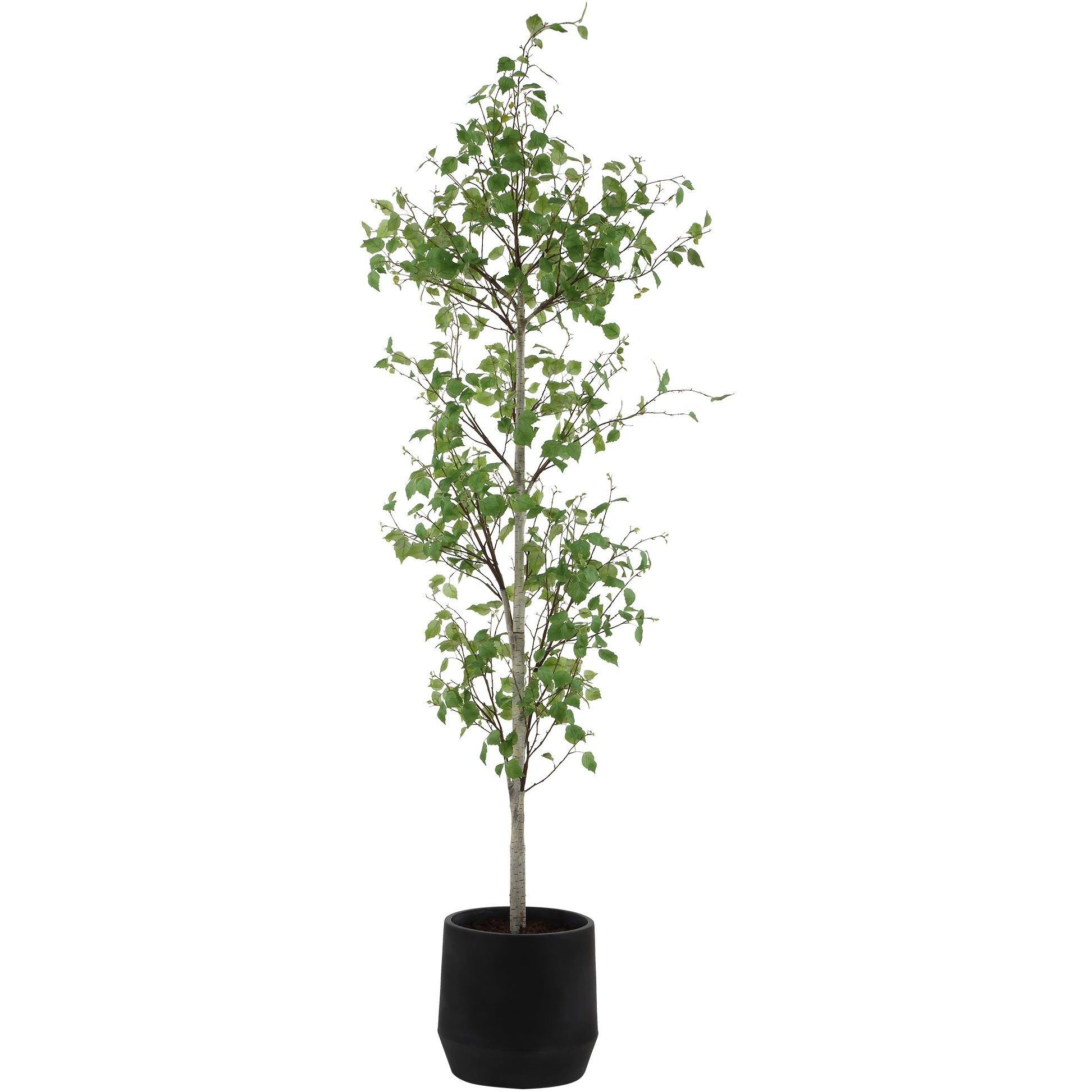 Boreal Aged Gray and Green Potted Birch Tree