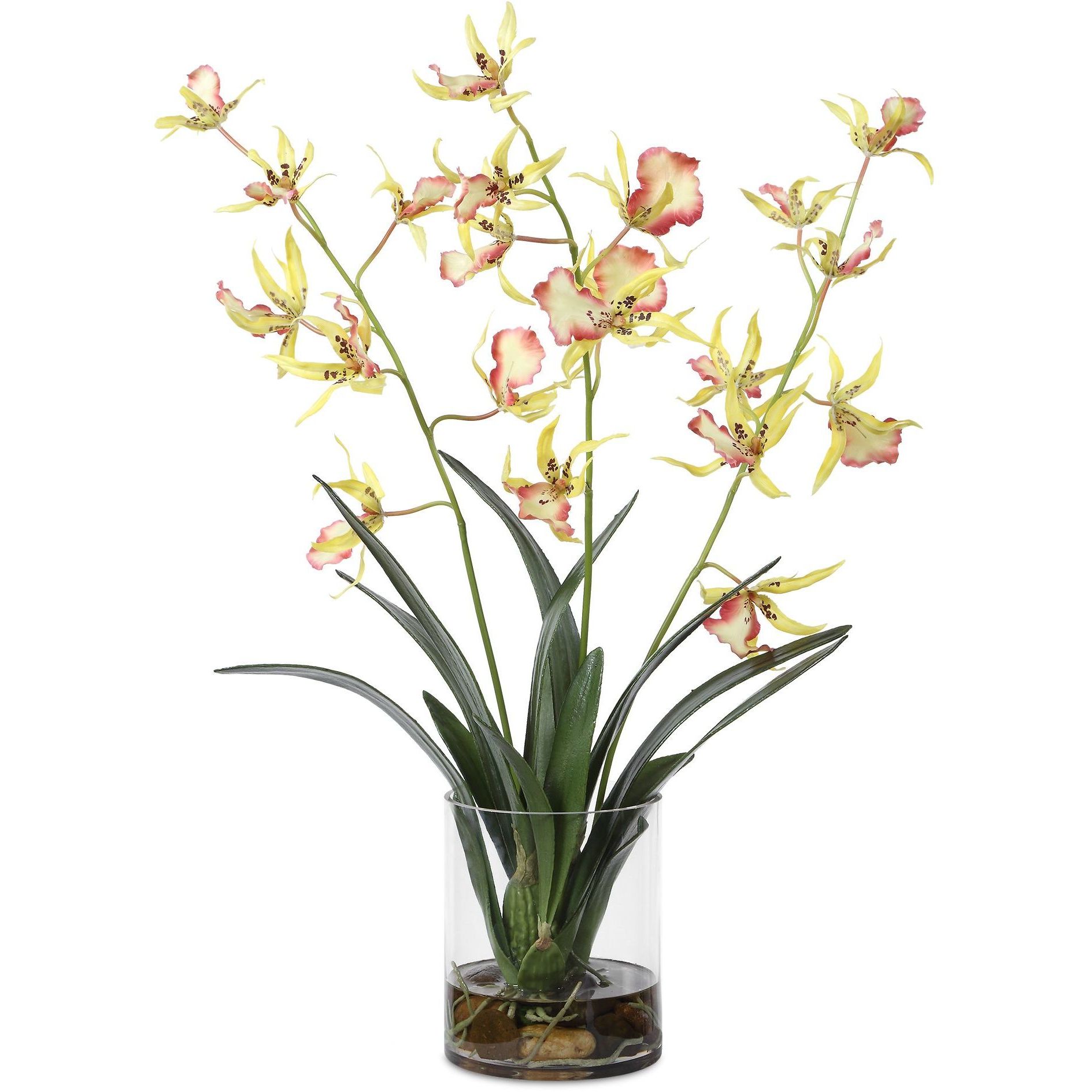 Spider Green and Pink and Yellow Orchid In Glass Vase