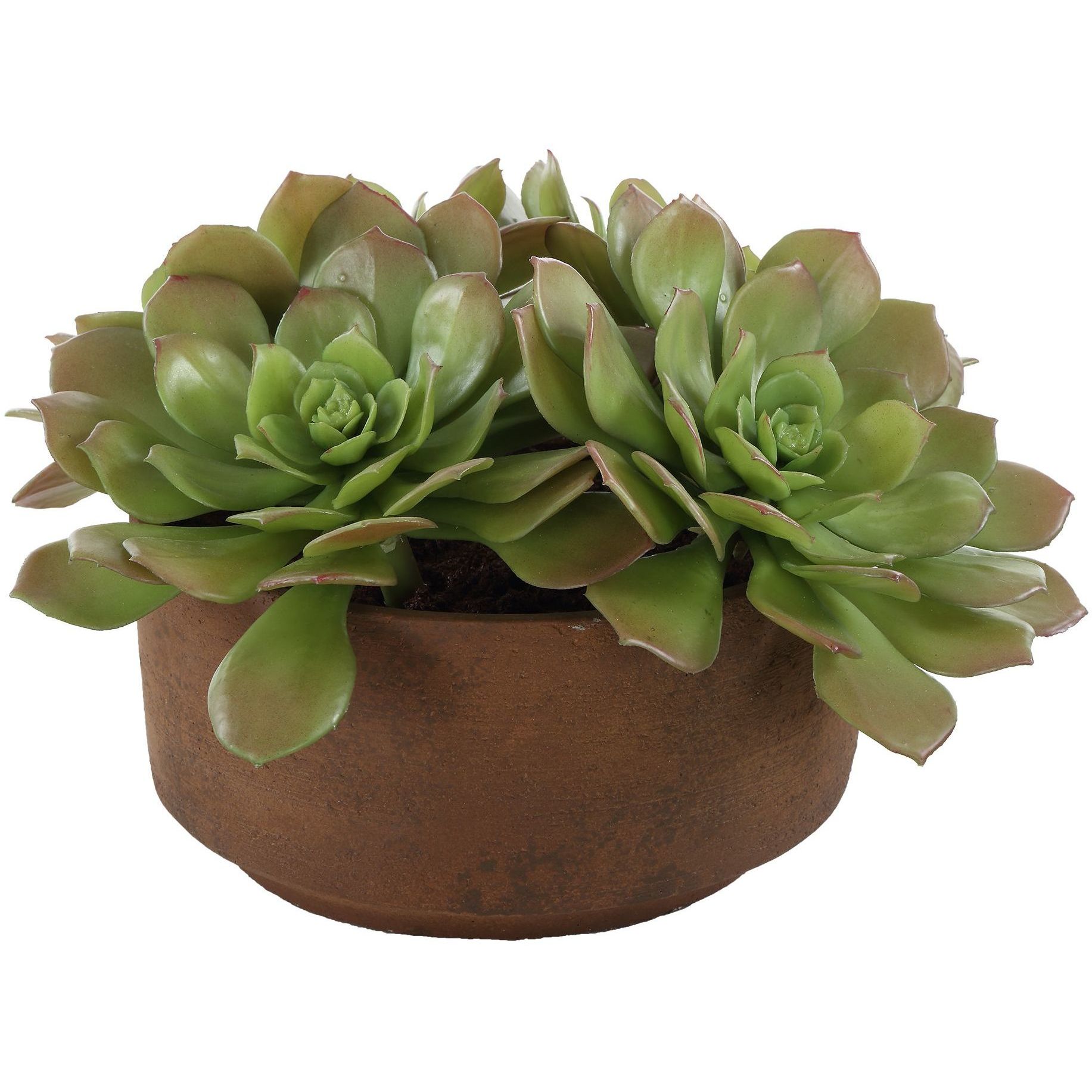 Sable Succulent Terracotta and Green Accent In Pot