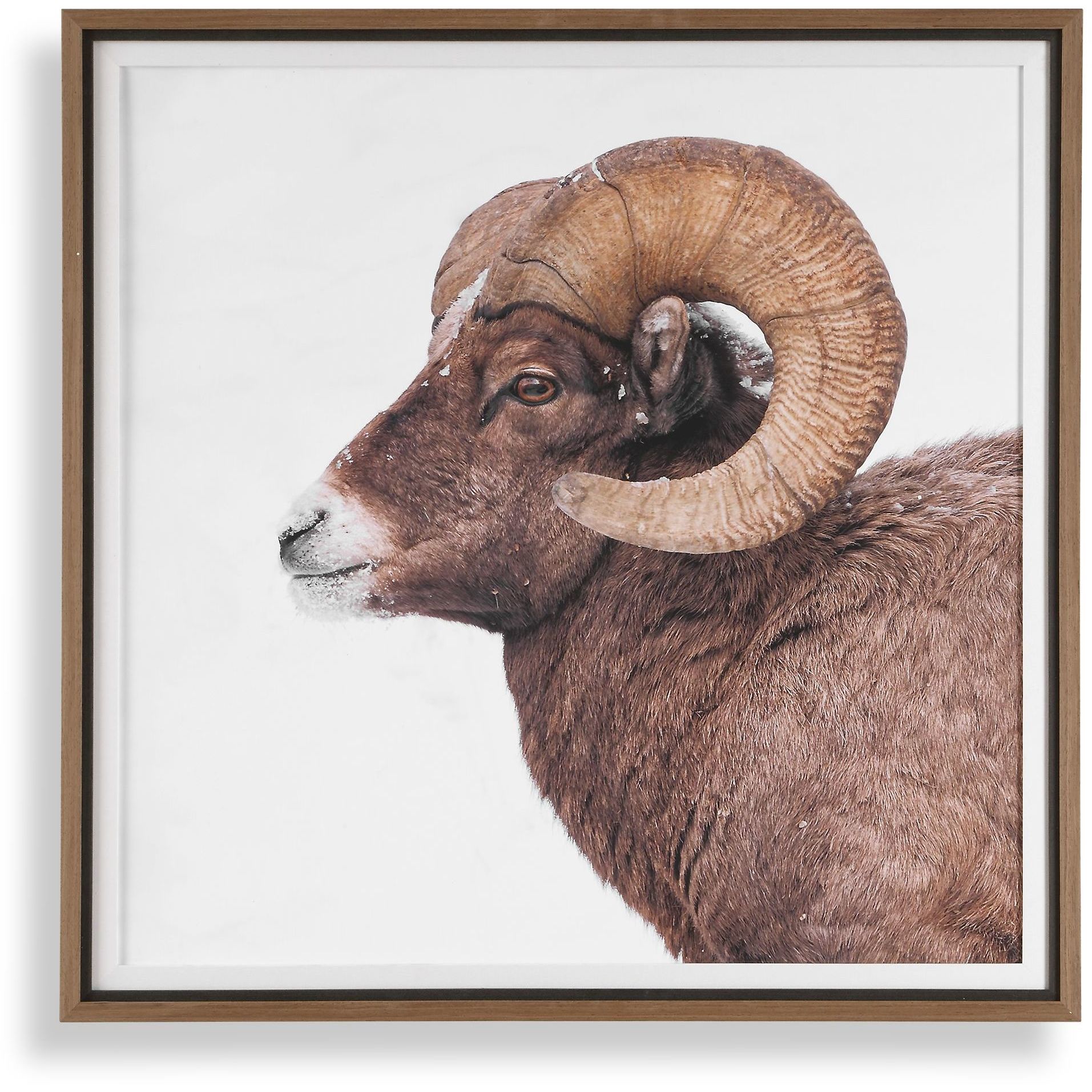 Big Horn 40 X 40 inch Sheep Framed Print