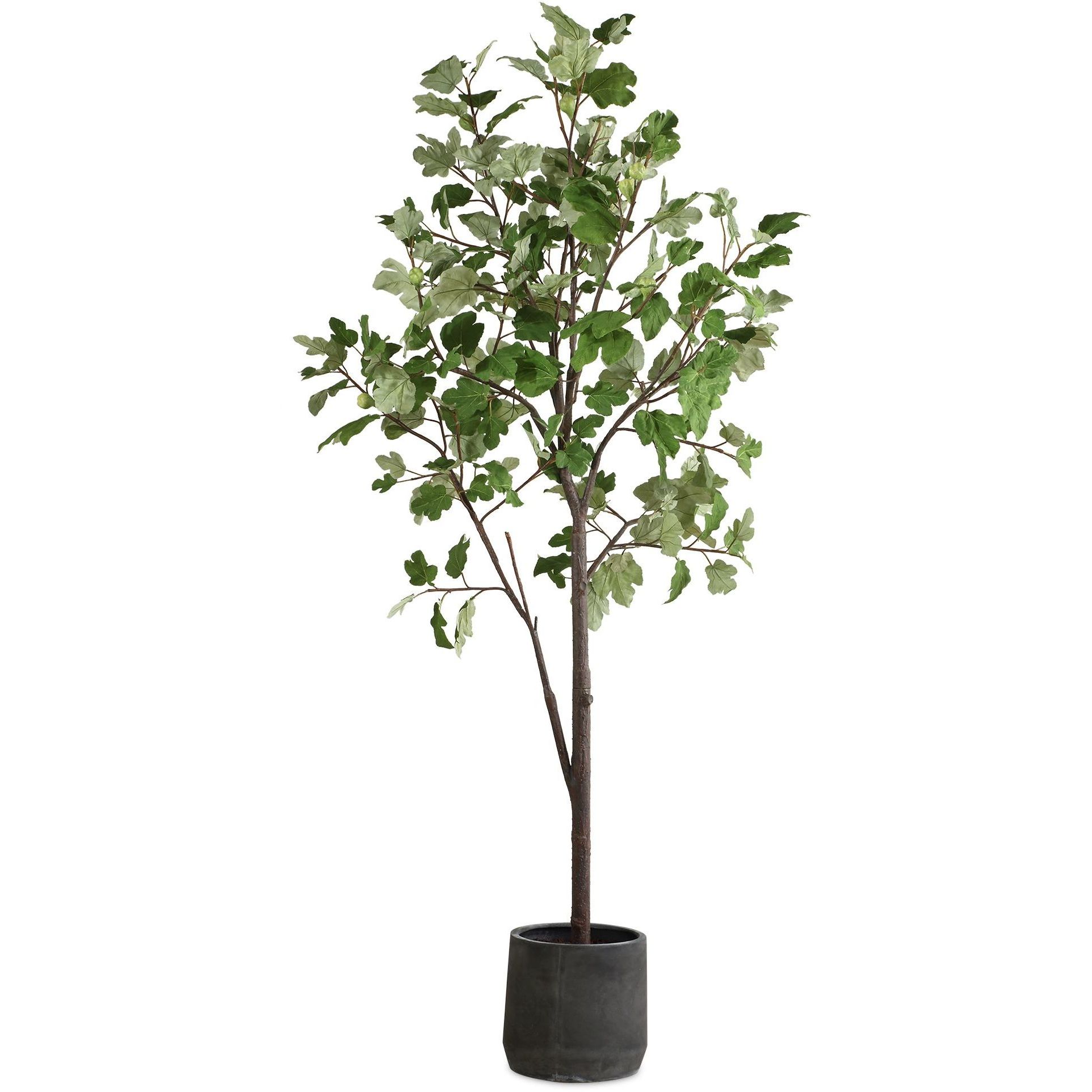 Eden Green and Black Potted Fig Tree